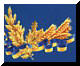 Державний Прапор України та колосся пшениці